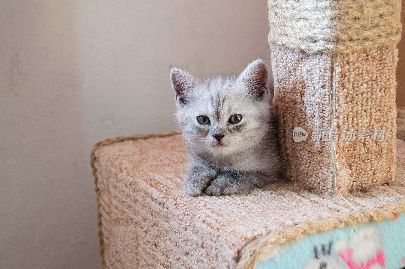 可爱的英国条纹小猫和hello Kitty躺在猫屋上